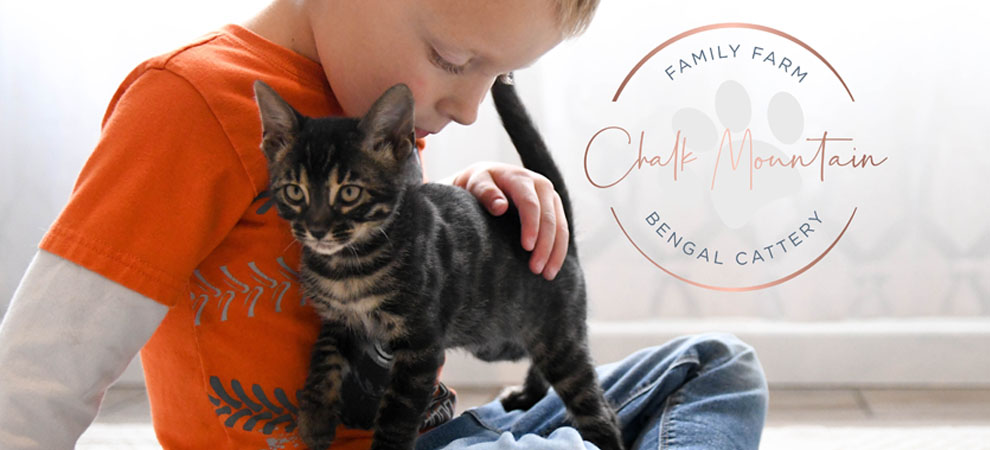 bengal kittens with glitter coat for sale